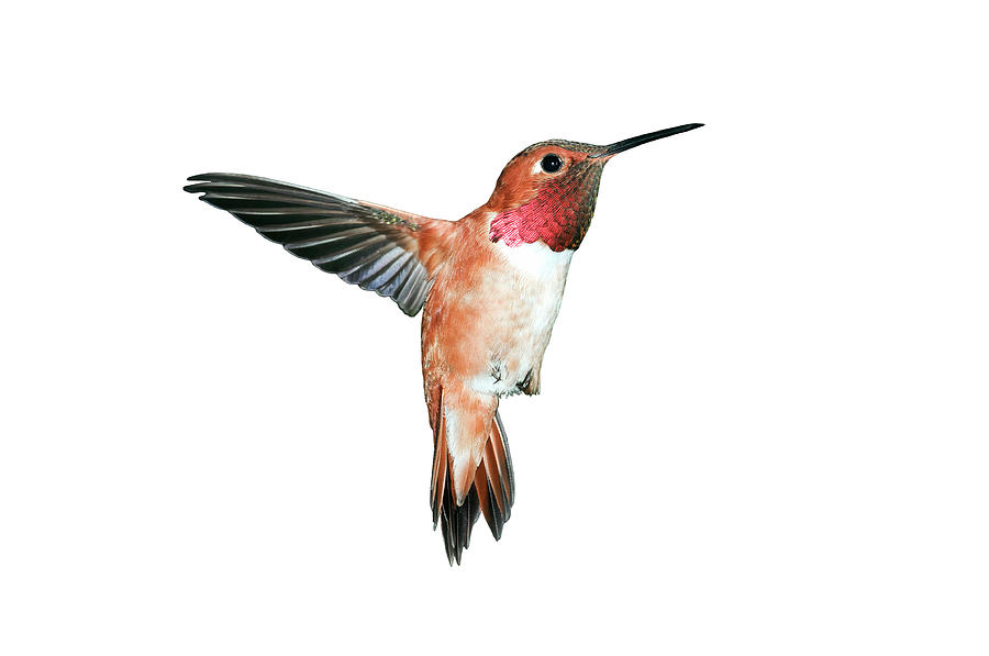 Rufous Hummingbird Photograph by Terry Dadswell