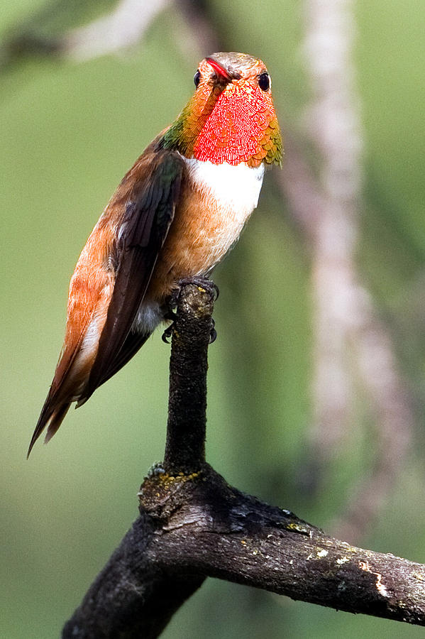 Hummingbird Photograph - Rufous by Merle Ann Loman