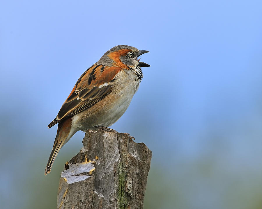 Rufous Sparrow Photograph by Tony Beck