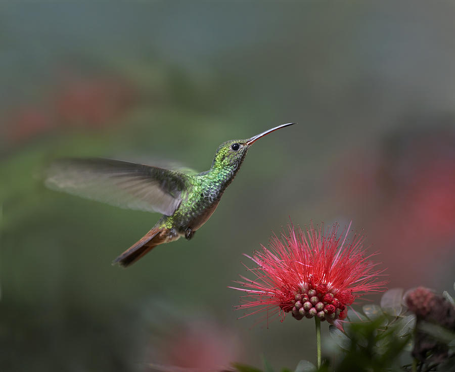 Rufous Tailed Hummingbird At Fairy Photograph by Tim Fitzharris