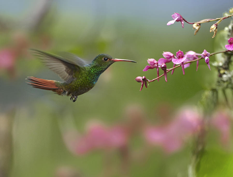 Rufous Tailed Hummingbird Hovering Photograph by Tim Fitzharris
