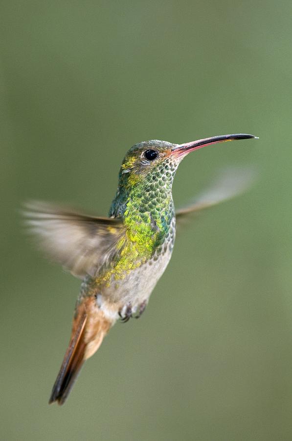 Feather Photograph - Rufous-tailed Hummingbird by Tony Camacho