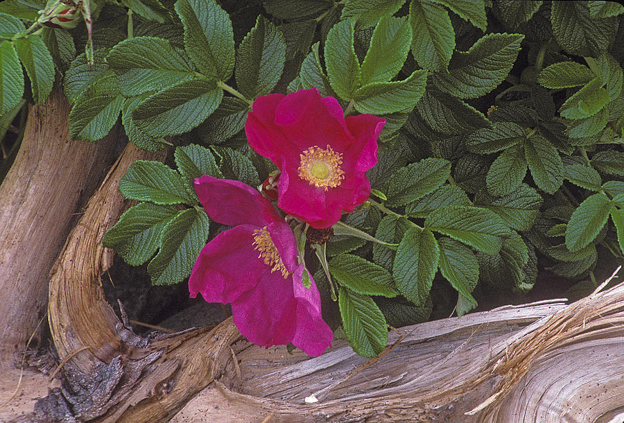Rugosa Photograph - Rugosa rose and driftwood by Ralph Fahringer Rugosa Photograph - Rugosa rose and driftwood by Ralph Fahringer