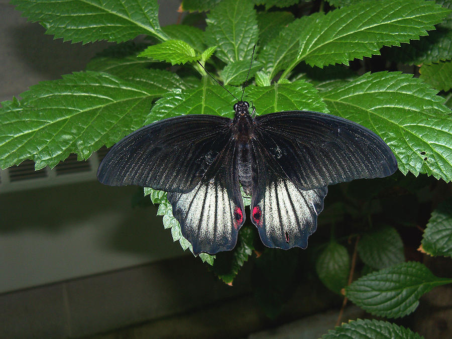 Rumanzovia Swallowtail - Male Photograph by Corinne Elizabeth Cowherd