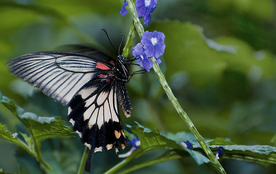 Rumanzovia Swallowtail-Papilio rumanzovia female Photograph by Robin Webster