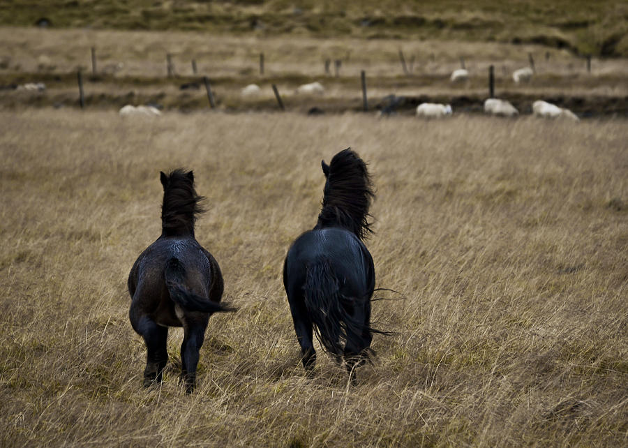 Horse Photograph - Run Away by Chloe Ophelia
