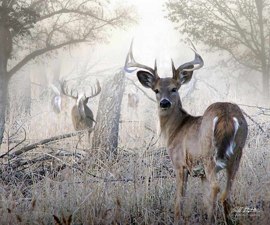 Deer Digital Art - Run by Bill Stephens