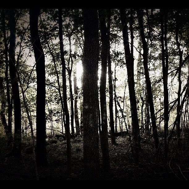 Instagram Photograph - Run re-edit #woods #creepy #horror by Anthony  Bates