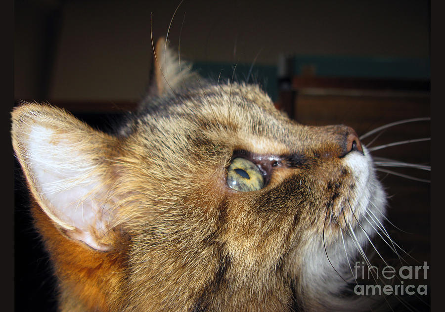 Cat Photograph - Runcius- The King Kitty by Ausra Huntington nee Paulauskaite