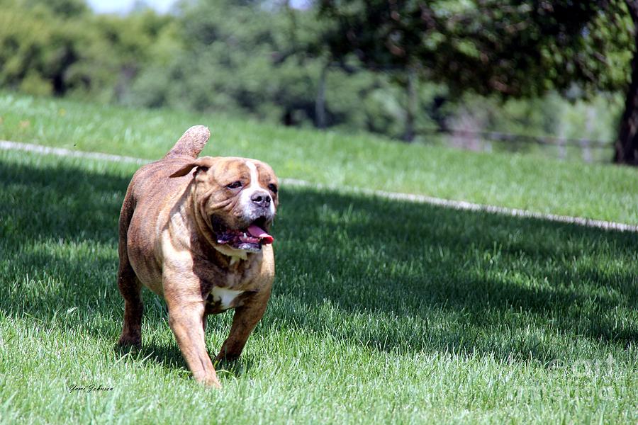 Runing English Bulldog Photograph by Yumi Johnson