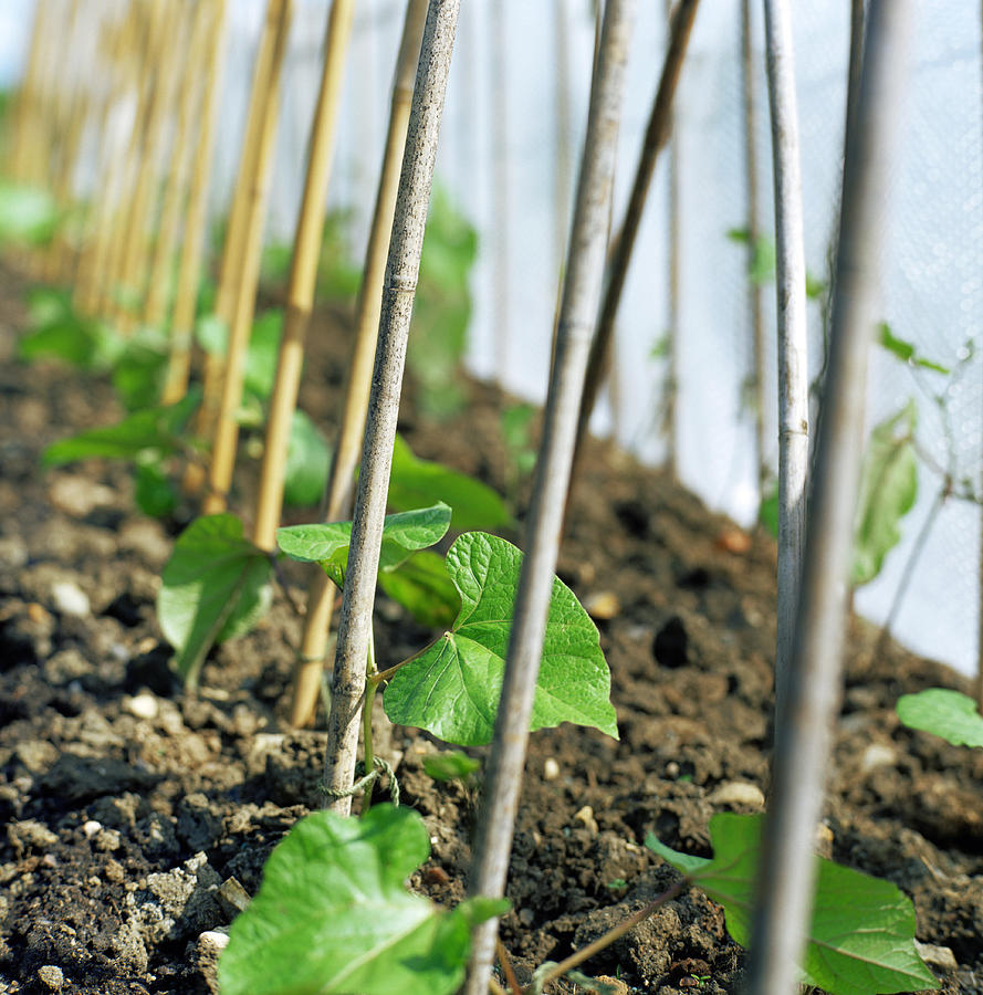 Runner Bean Plants Photograph by David Munns - Fine Art America