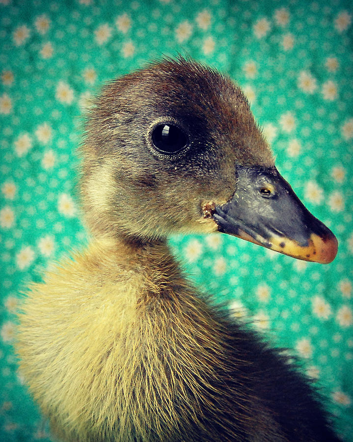 Runner Duck Portrait Photograph by Amy Schauland Fine Art America