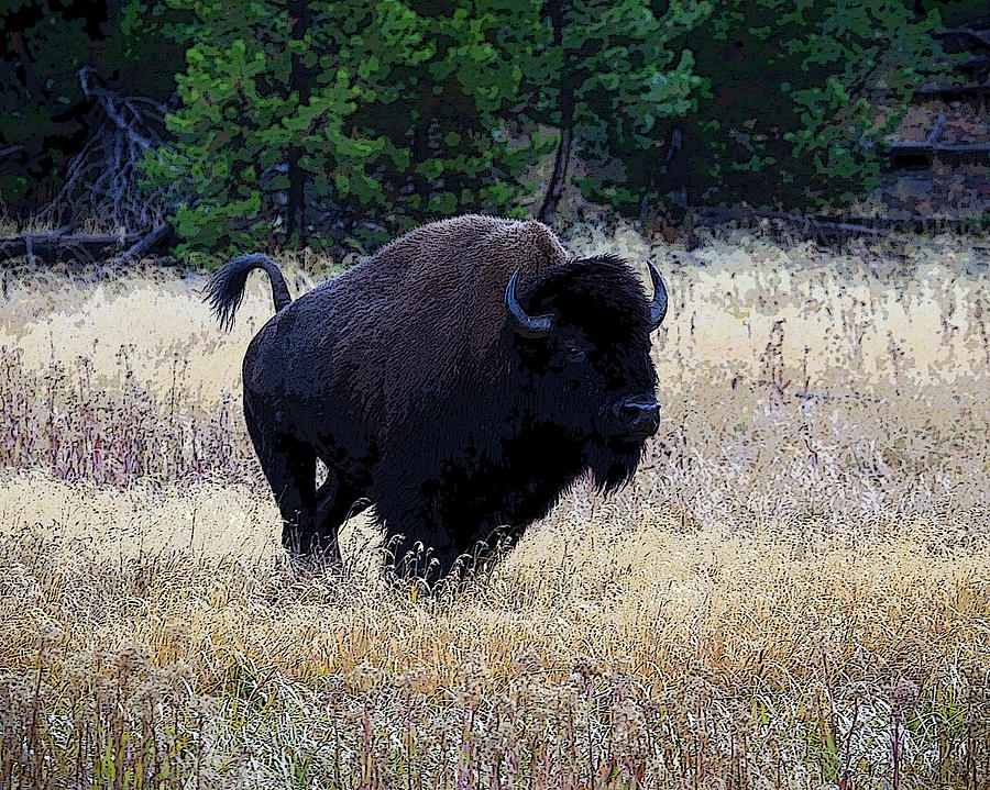 Running Buffalo Photograph by Steve McKinzie