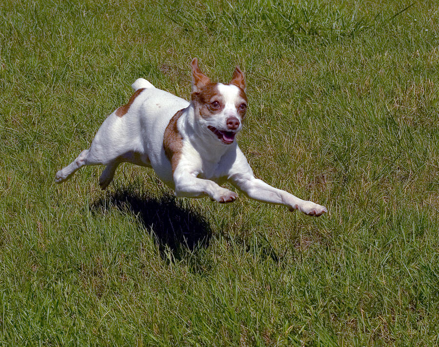 Running Dog Photograph by Frank Winters