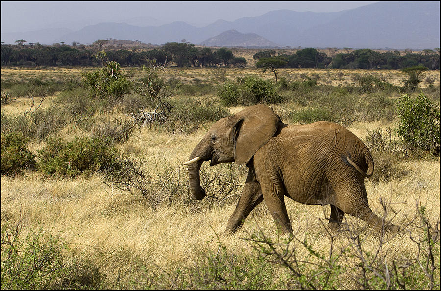 Wildlife Photograph - Running Elephant by Bob Falconer