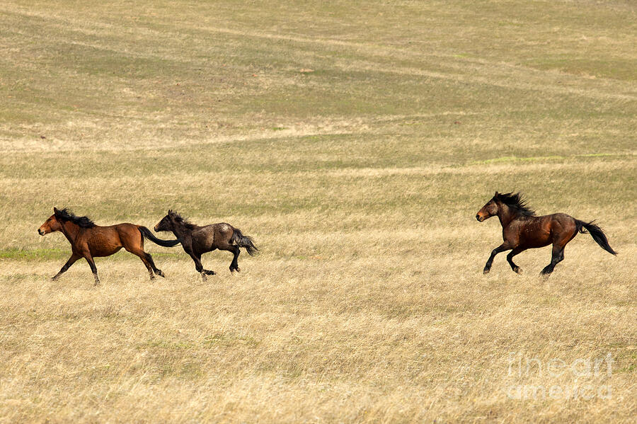 Running Free Photograph