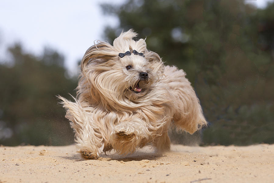 Running Havanese Dog Photograph by @Hans Surfer Running Havanese Dog Photograph by @Hans Surfer