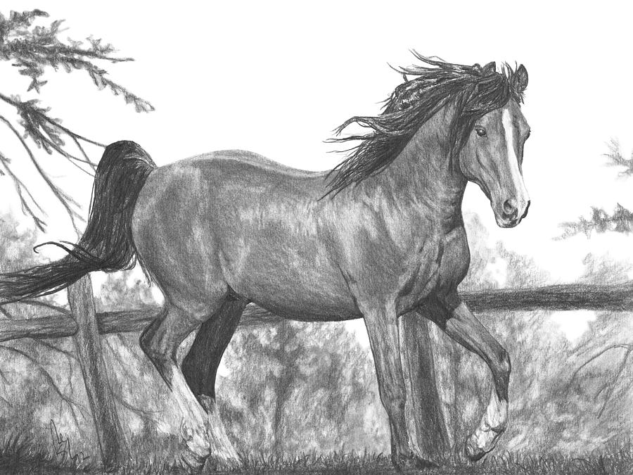 Running Horse Drawing by Bobby Shaw