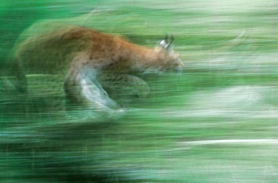 Running lynx Photograph by Ulrich Kunst And Bettina Scheidulin
