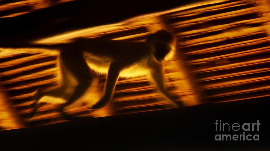 Running monkey slow motion Photograph by Anna Om