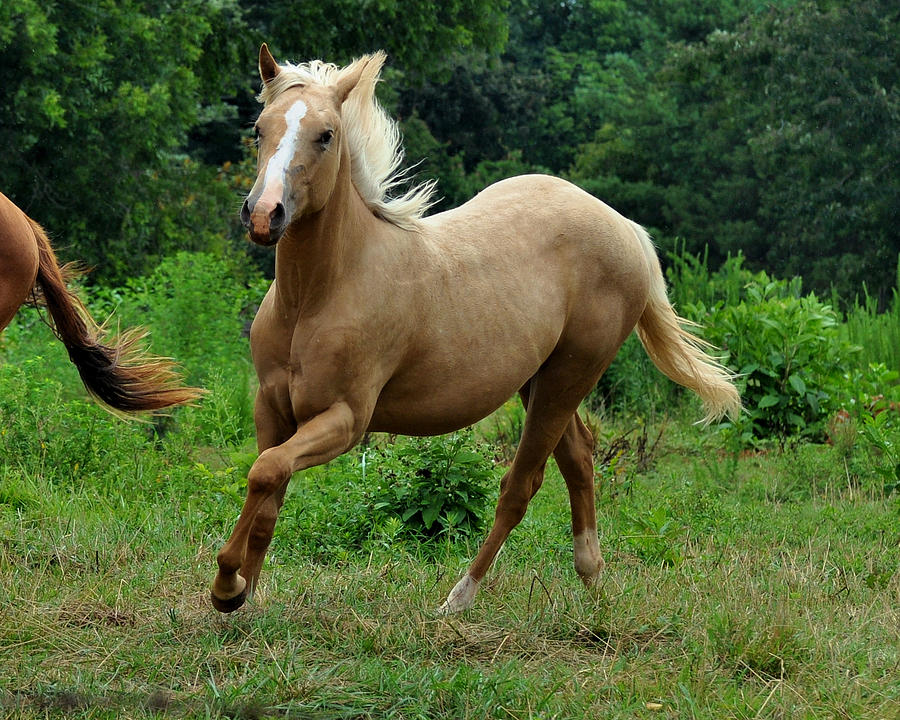 Horse Photograph - Running Palomino Yearling - c0791d by Paul Lyndon Phillips