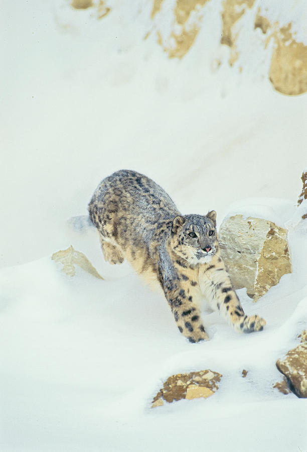Running Snow Leopard Photograph by D Robert Franz
