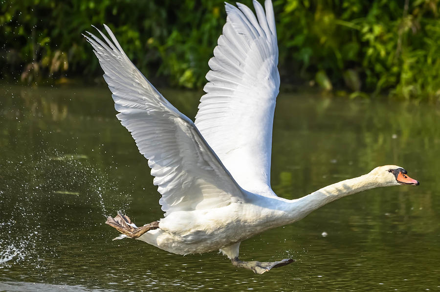 Running Swan Photograph by Brian Stevens - Fine Art America