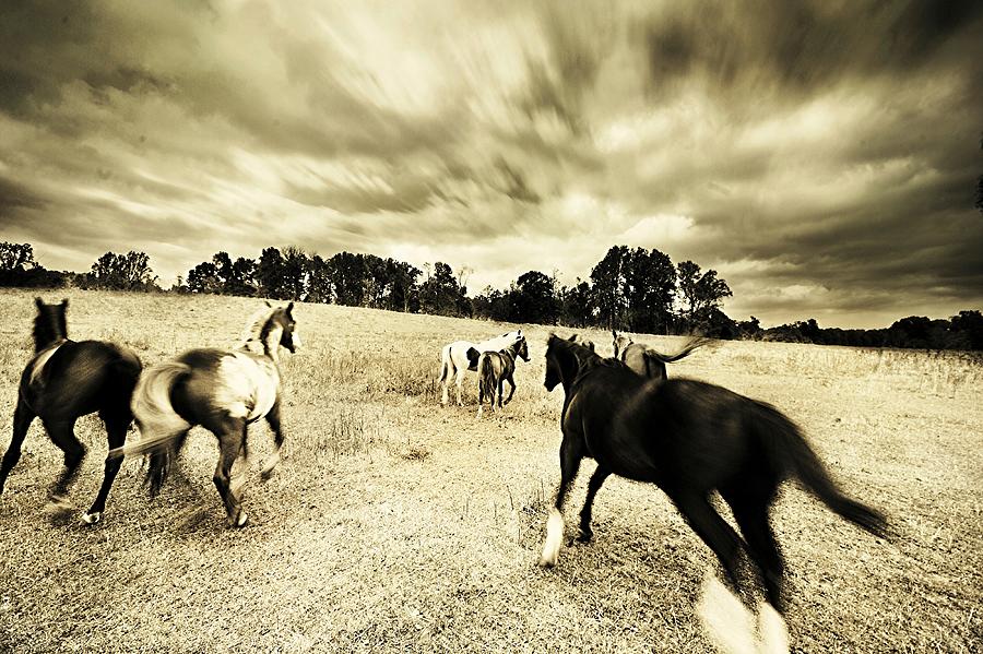 Horse Photograph - Running Wild by Jan Lakey