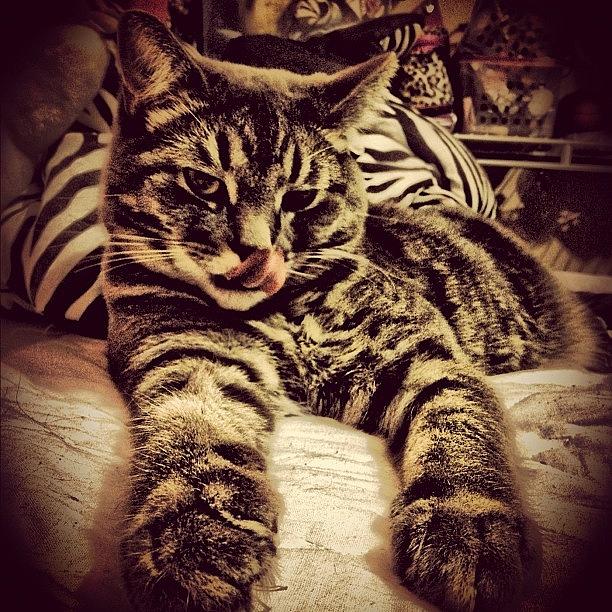 Tiger Photograph - Rupert In #hdr 🌟 #fatcat #simplyhdr by Katrina A