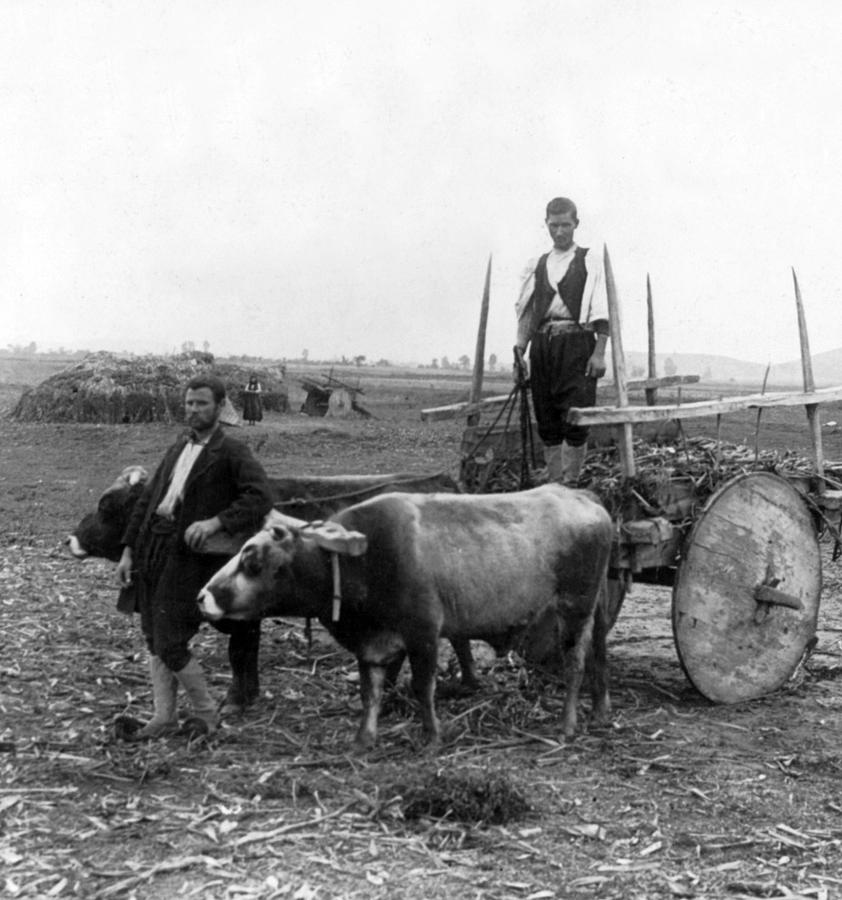 Rural Greece - Farm Scene - c 1903 Photograph by International  Images