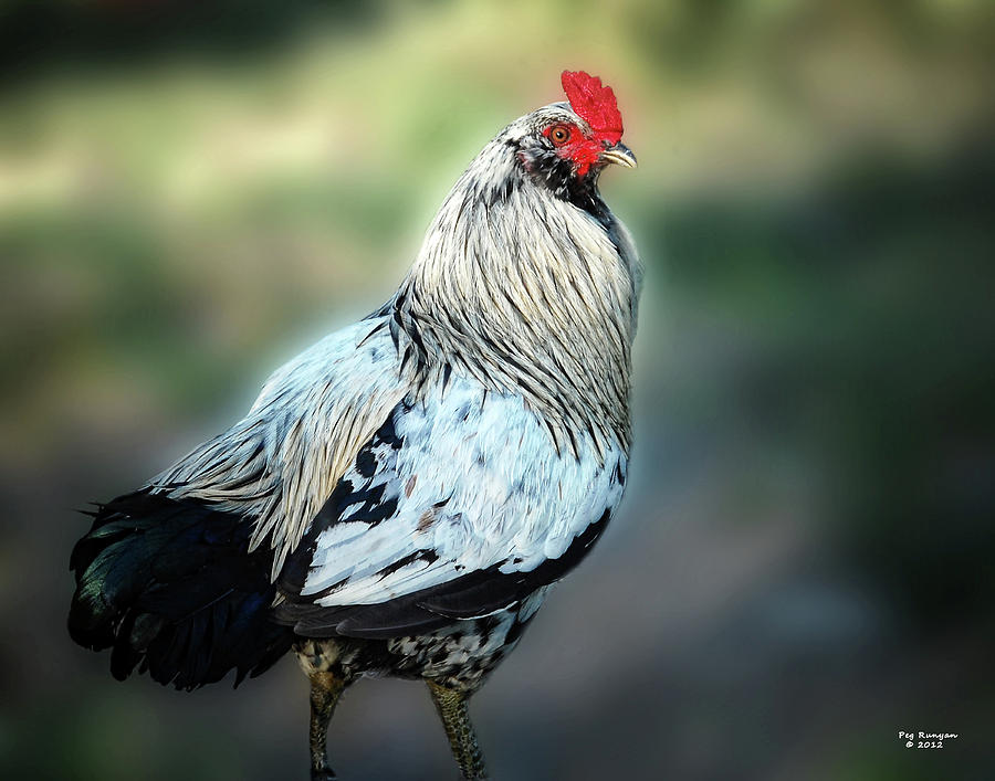 Rural Rooster Photograph by Peg Runyan