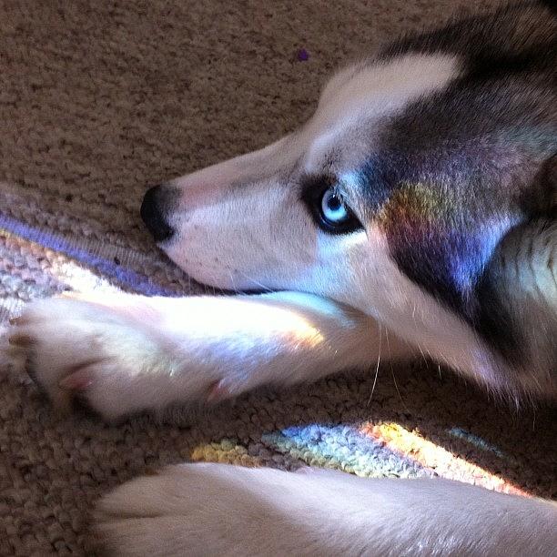 Husky Photograph - Rusko Chillin #rainbow #spectrum #husky by Rory Mantel
