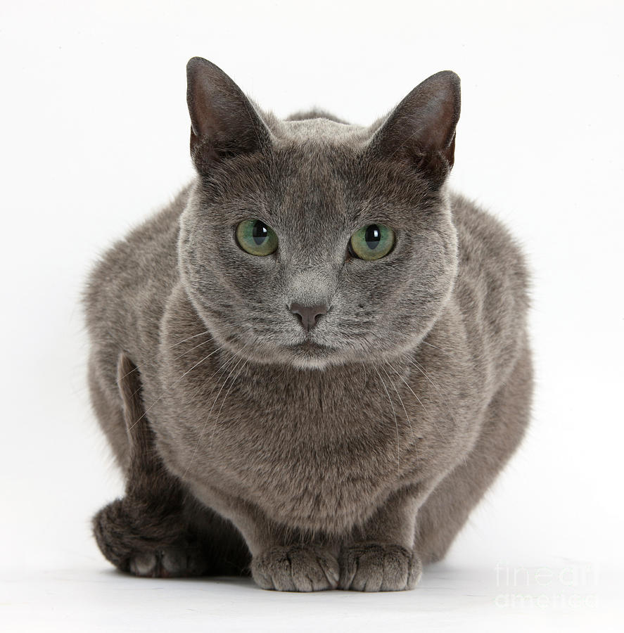 Russian Blue Cat Photograph by Mark Taylor