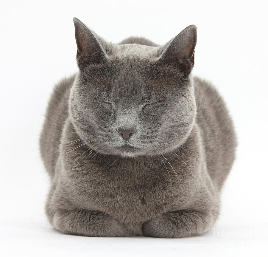 Nature Photograph - Russian Blue Cat Napping by Mark Taylor