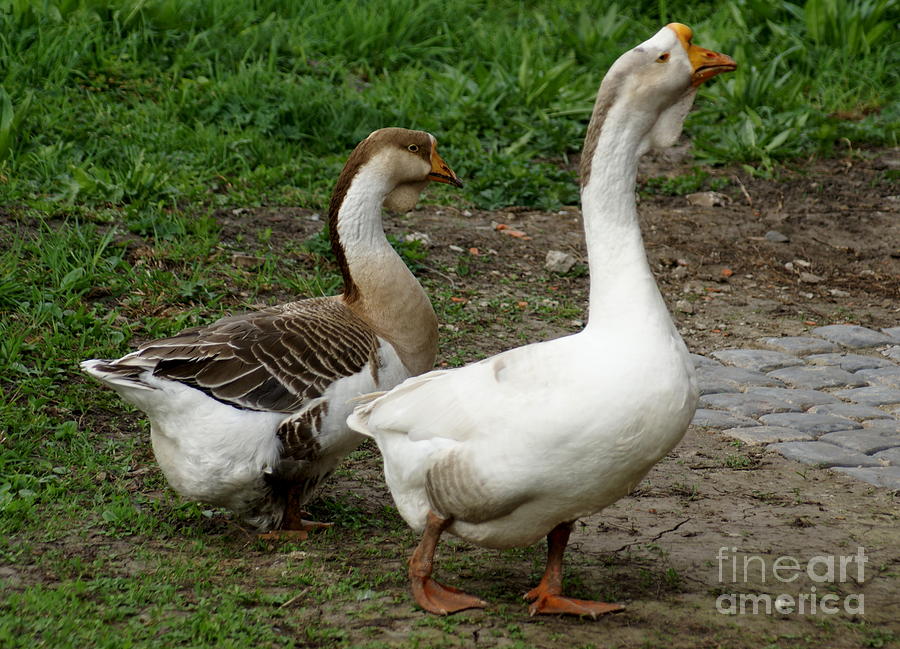 Russian Geese 2 Photograph by Padamvir Singh | Fine Art America