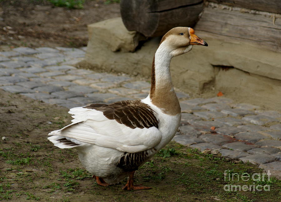 Russian Geese 3 Photograph by Padamvir Singh - Pixels