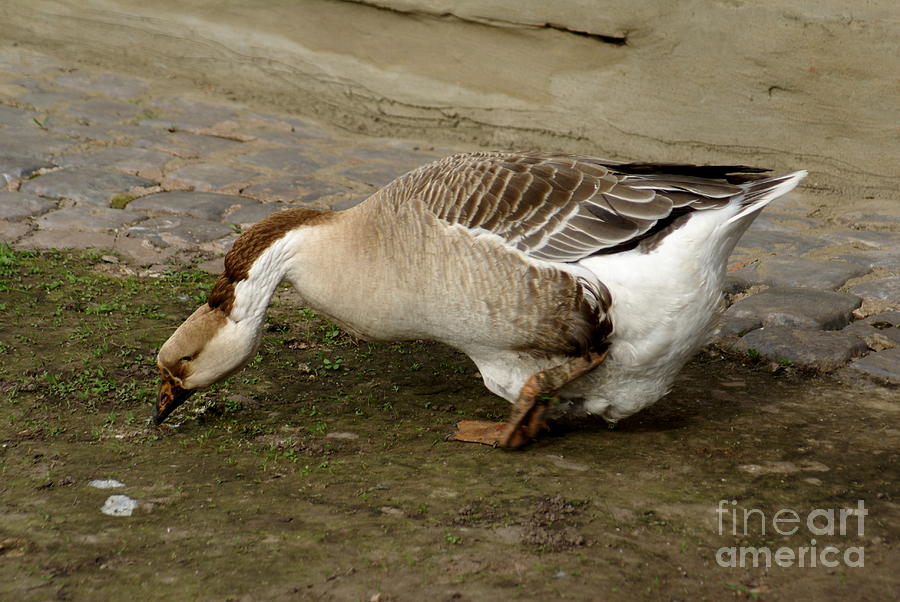 Russian Geese 4 Photograph by Padamvir Singh