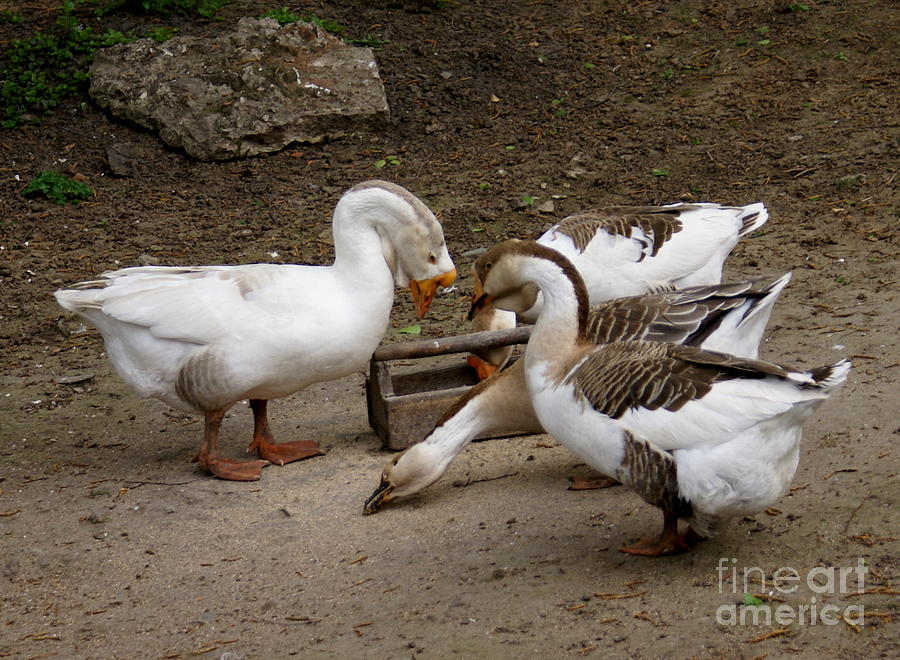 Russian Geese 5 Photograph by Padamvir Singh - Fine Art America