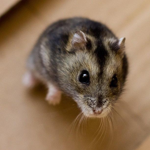 Hamster Photograph - Russian Hamster #hamster by Pier Paolo Cristaldi