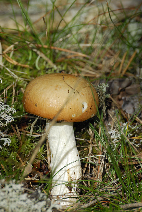 Russula Photograph by Igor Sinitsyn - Fine Art America