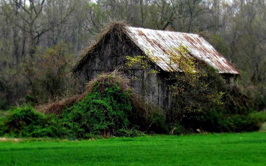 Spring Photograph - Rustic barn by Trish Clark