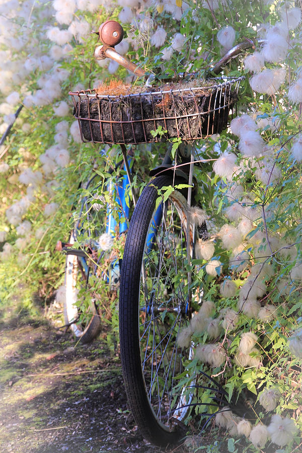 Rustic Bicycle Photograph by Athena Mckinzie