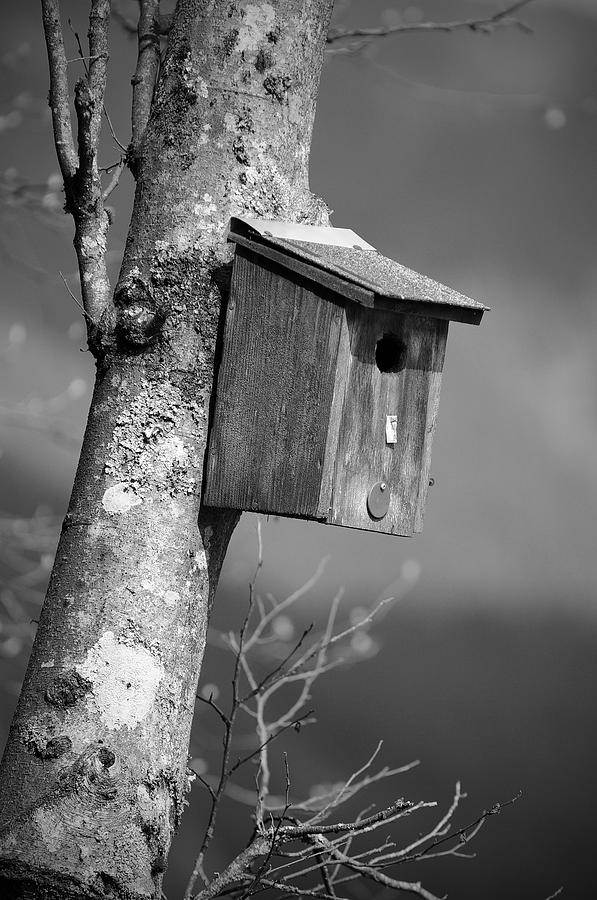 Rustic Bird House black and white Photograph by Roy Chen-Campbell ...