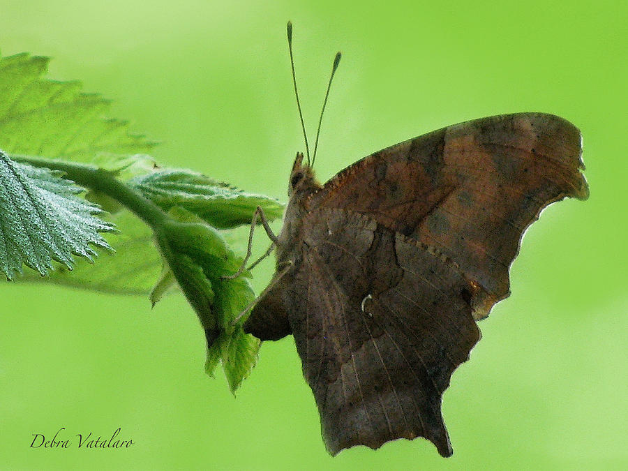Rustic Butterfly Photograph by Debra     Vatalaro