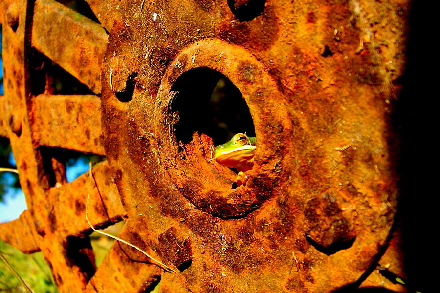 Rustic Frog Photograph by CG Photoart Fine Art America