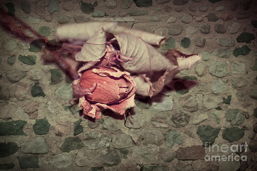 Rustic Rose Photograph by Aimelle Ml
