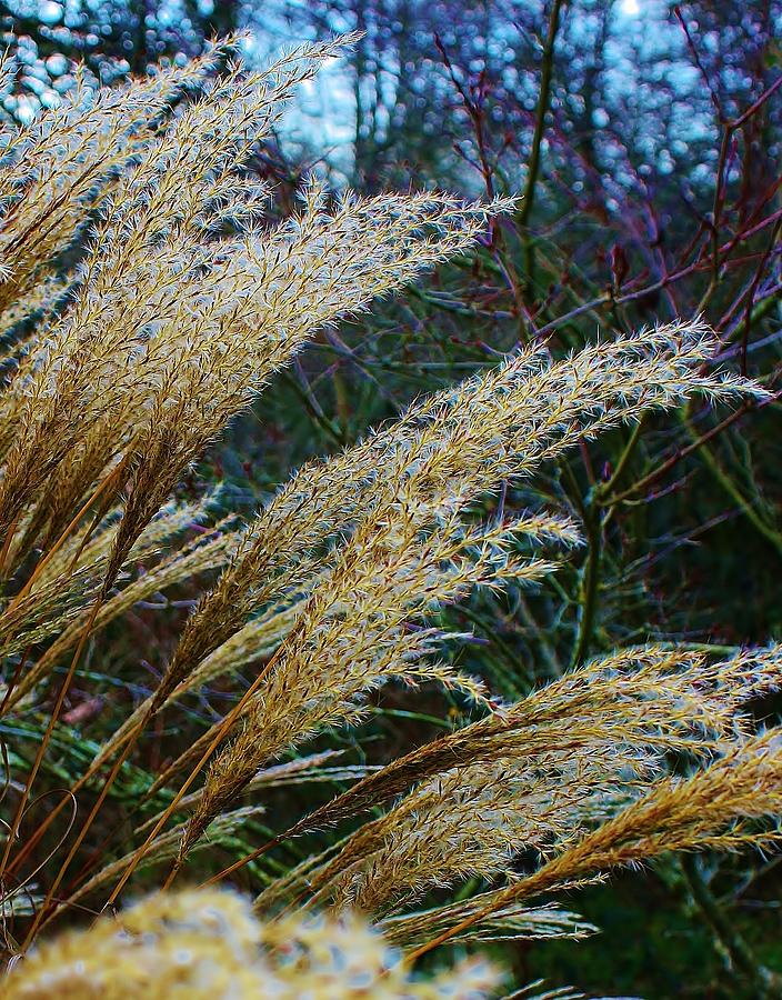 Rustling Grasses Photograph by Bruce Bley - Pixels