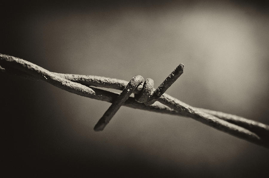 Rusty Barbed Wire Photograph by Wilma  Birdwell