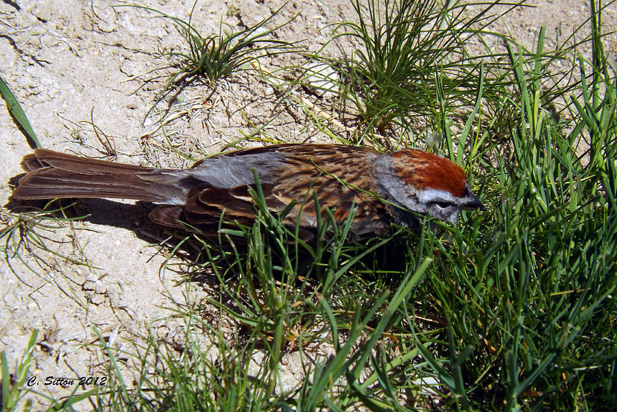 Rusty Capped Sparrow Photograph by C Sitton