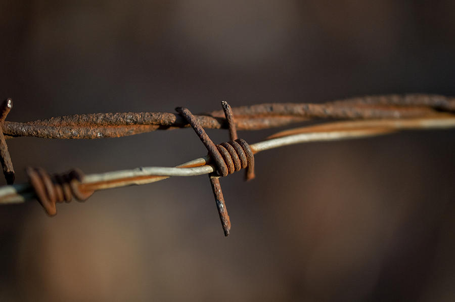 Rusty Electric Fence Wire Photograph by Wilma  Birdwell